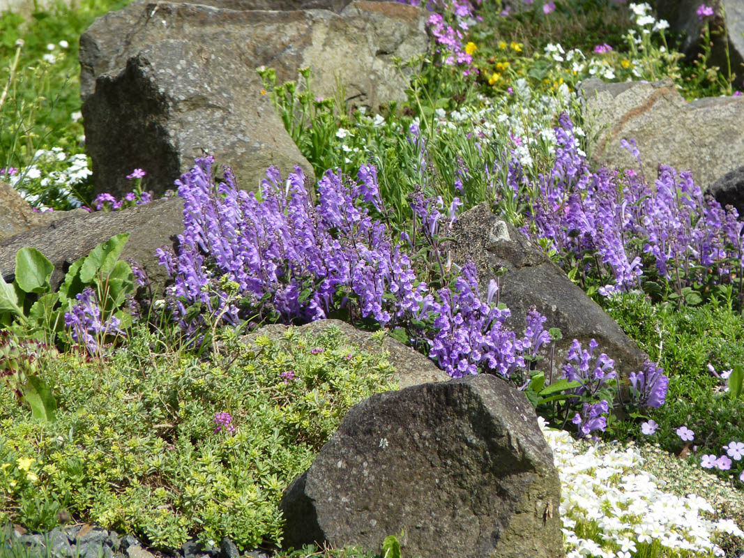 Scutellaria indica var parviflora